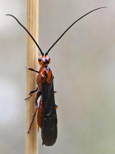 Braconinae
